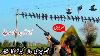 Bird Hunting With Airgun Kabutar Ka Shikar Air Rifle Hunting Pigeon Dove Hunting Very Munda