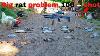Shooting Huge Rats With Air Rifles On A Chicken Farm Using The Pard 008 Lrf Atn 4k Pro
